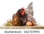 Hen in nest with eggs isolated on white