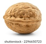 Small photo of Walnut isolated. Unpeeled walnut on white background. Perfect retouched walnut nut with shell. Side view. With clipping path. Full depth of field.