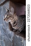 Small photo of A domestic cat was sitting on venthole
