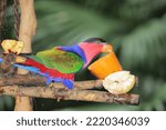 The Black Capped Lory Perching...