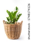 Small photo of ZZ Plant or Zanzibar Gem in pot isolated on white background