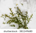  Boxwood Bush Winter Day In The ...