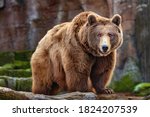 Picture Of A Big Brown Bear