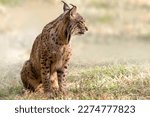 Small photo of Iberian Lynx. Concept animals that have survived extinction.