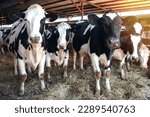 several dairy cows in a barn