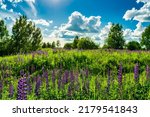 Field With Purple Lupins And...