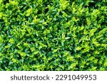Plant with green leaves natural pattern. Abstract background for design. Landscaping.