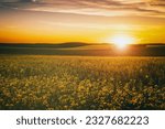 Agricultural flowering rapeseed field at sunset or sunrise. Rural landscape. Aesthetics of vintage film.