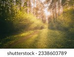 Sunbeams streaming through the pine trees and illuminating the young green foliage on the bushes in the pine forest in springtime. Vintage film aesthetic.
