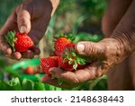 Elderly woman farmer collects a harvest of ripe strawberries. A handful of berries in the hands. Harvesting fresh organic strawberries. Farmer's hands picking strawberries close-up. Strawberry bushes