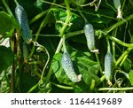 Cucumber Growing Cultivation