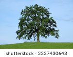Single oak tree in the midst of a meadow on a sunny summer day