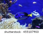 A Blue Tang Fish At The Aquarium