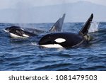 Killer Whale   Orcinus Orca