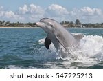 Bottlenose Dolphin   Tursiops...