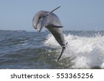 Bottlenose Dolphin    Tursiops...