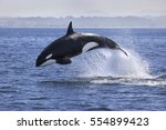 Killer Whale  Orcinus Orca 