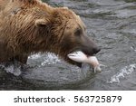 Alaskan Brown Bear    Ursus...