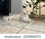 Himalayan cat resting on the floor