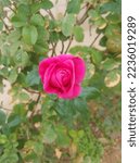 Small photo of Pink Jori rose amid green leaves