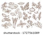 sketch illustration of spices... | Shutterstock .eps vector #1727561089