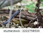 Snake slithering over a log