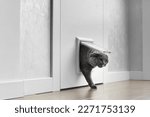 Small photo of A British gray cat walks through a cat flap, cat hatch installed in a door, a cat door in an apartment interior.
