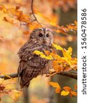 Tawny Owl  Strix Aluco  In...