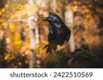 Small photo of Common raven (Corvus corax) on ground in autumn forest. Dark leaf all around. Common raven portrait.