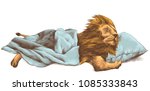 Lion Sleeping Under A Blanket ...