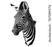 Zebra Head Sketch Vector...
