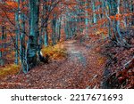 Amazing footpath in the autumn beech forest. Road between red trees. Scenic Carpathian mountains