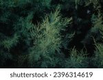 Small photo of Tamarix know as tamarisk, salt cedar, taray, flowering plant in the family Tamaricaceae, at Maagan Michael, Israel.