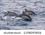 A Set Of Common Dolphins Jump...