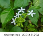 Small photo of Uric acid leaf or white Ceraka is a bush plant that grows from Africa and spreads to Indonesia