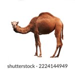Small photo of dromedary or arabian camel isolated on white background