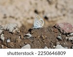 Small photo of Eastern Brown Argus (Plebejus carmon) butterfly