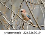 Small photo of Chatter of the glandular ( jay of the oaks,) scientific name garrulous glandarius, Valais, CH.