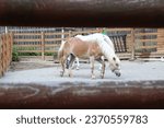 Small photo of grazing, big horse, steed, small pony, livestock, zoo, pasture, meadow, park, wildlife, green, little pony, large, natural, asia, asian, miniature pony, trunk, food, ranch, african, mane, white horse