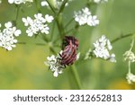 Small photo of European Minstrel Bug or Italian Striped shield bug (Graphosoma lineatum) climbing a blad of grass