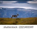 Wild reindeer in the tundra of Norway with mountains on the background