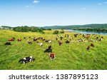 Cows grazing near the Mountain image - Free stock photo - Public Domain ...
