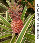 Unique Red Pineapple Fruit...