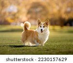 Small photo of Beautiful Welsh Pembroke Corgi dog with curly, fluffy tail poised to run on green grassed sports field with blurred Autumn toned golden trees in the background