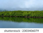 Small photo of Mangroves in Andaman and Nicobar Islands. Total area under mangrove vegetation in India is 4639 sq.km, as per the latest estimate of the Forest Survey of India
