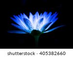 Small photo of Lotus Flower with blue Color on Black background ,blurted ,soft focus