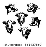 Cows Cattle Portraits...