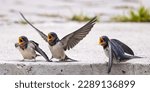 Small photo of Three fledgling swallows with open beaks and flapping wings are eagerly waiting for their mother swallow to bring them food.