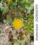 Small photo of Sonchus oleraceus is a species of flowering plant in the tribe Cichorieae of the family Asteraceae.common names includes sowthistle, sow thistle, smooth sow thistle, annual sow thistle, hare's colwort