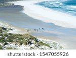 Small photo of horses outride on South African beach